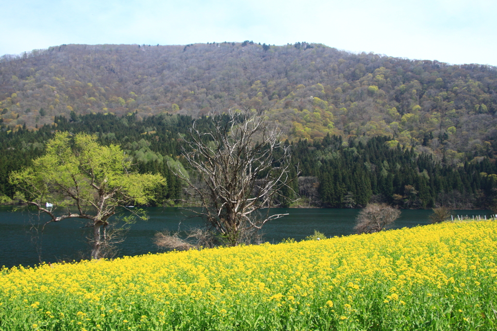 北竜湖の春
