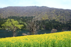 北竜湖の春