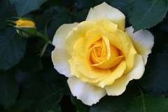 庭の薔薇