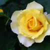 庭の薔薇