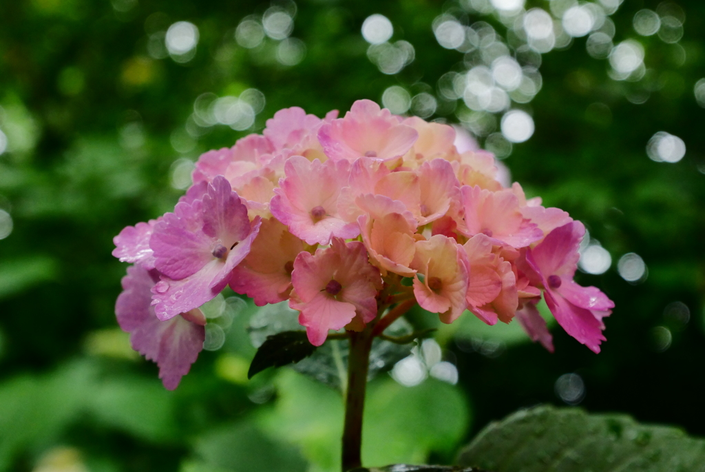 紫陽花