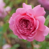 公園の薔薇