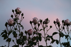 夕焼けと薔薇