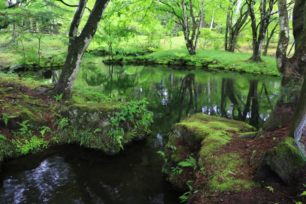 新緑の池