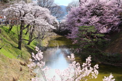 上田城お堀の桜