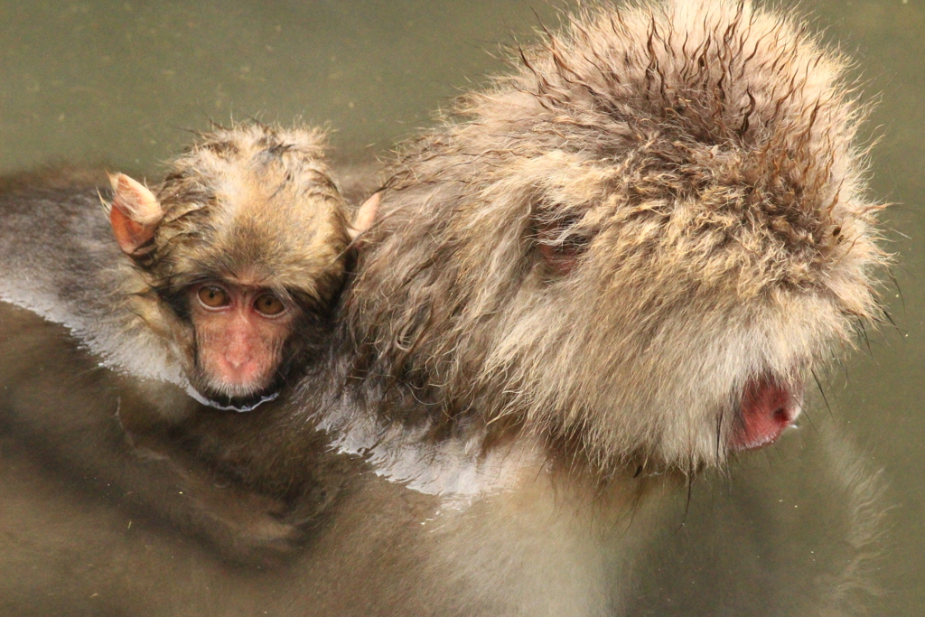 一緒に・・・　　Snow Monkey