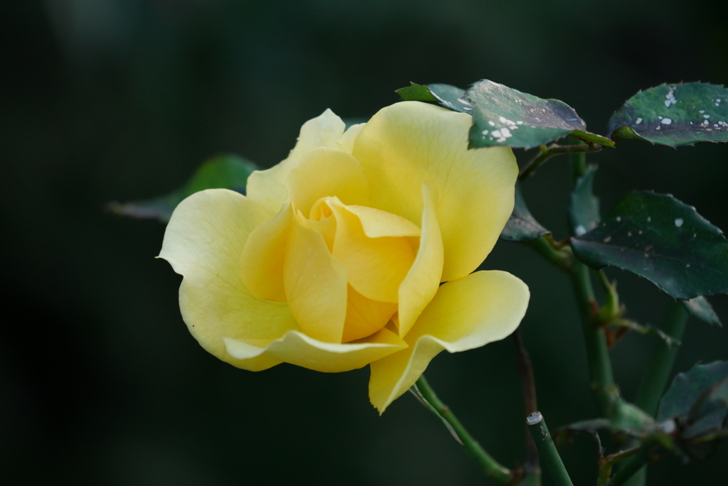庭の花