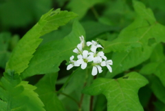 湿原に咲く花