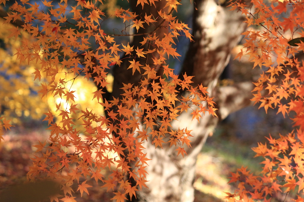 紅葉