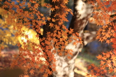 紅葉