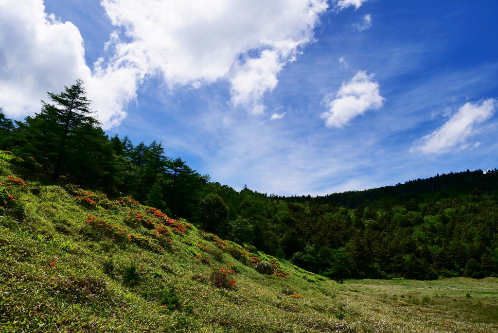 池の平湿原