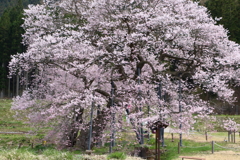 黒部のエドヒガン桜