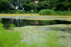 レマン湖