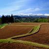 田植え前