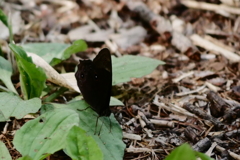 クロヒカゲチョウ？