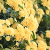 庭の花