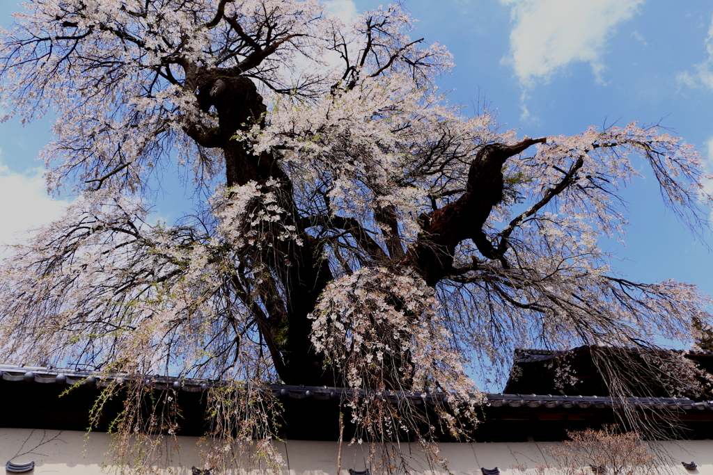 福王寺の桜