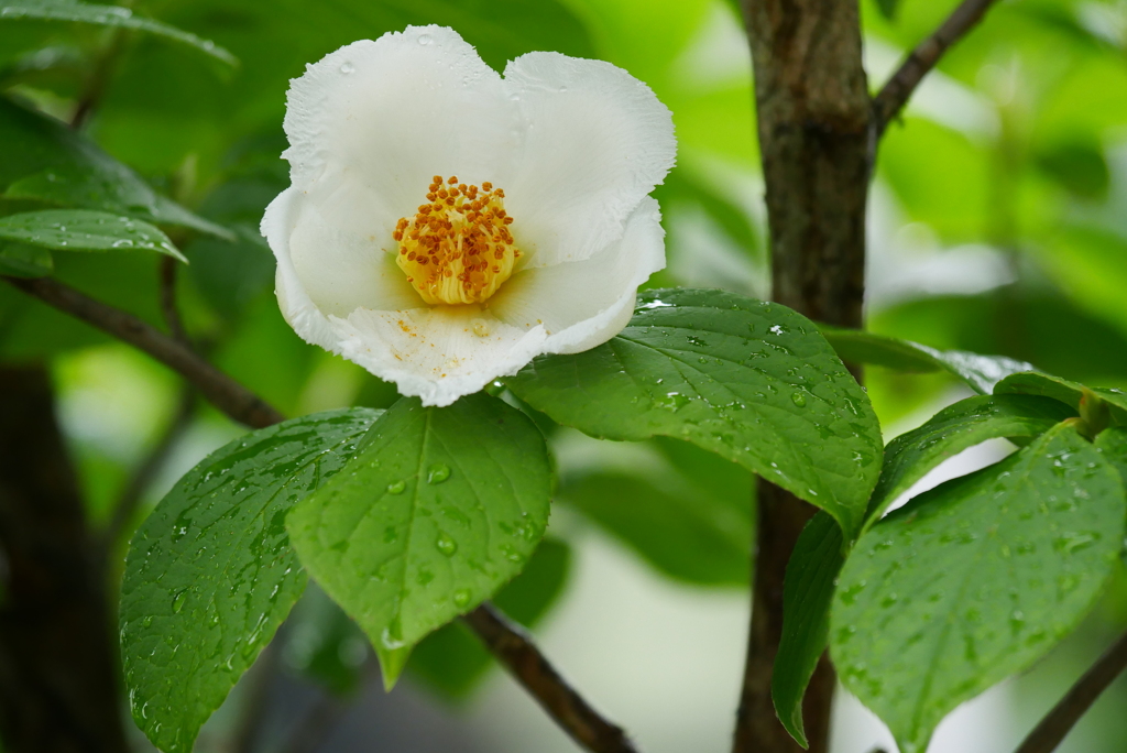 庭の花