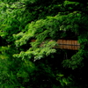 雲場池　時々雨