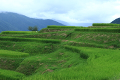 棚田