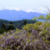 藤の花