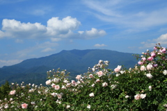 6月の景色
