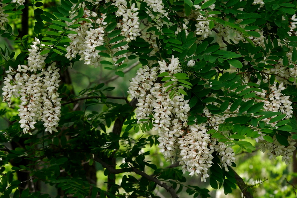 アカシアの花
