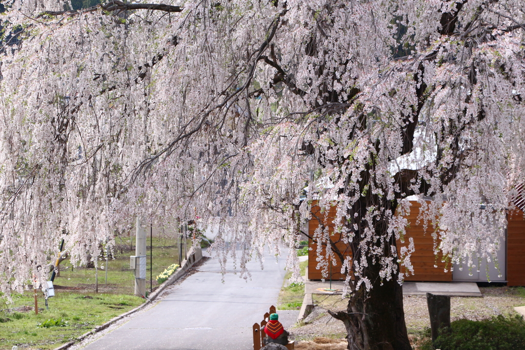 中塩のしだれ桜