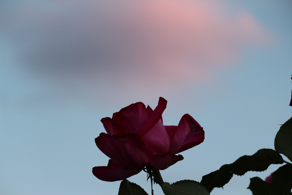 夕焼けと薔薇