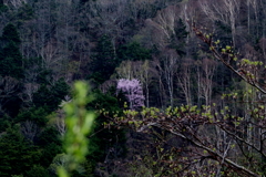 白樺の中の桜