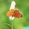ヒョウモンチョウ