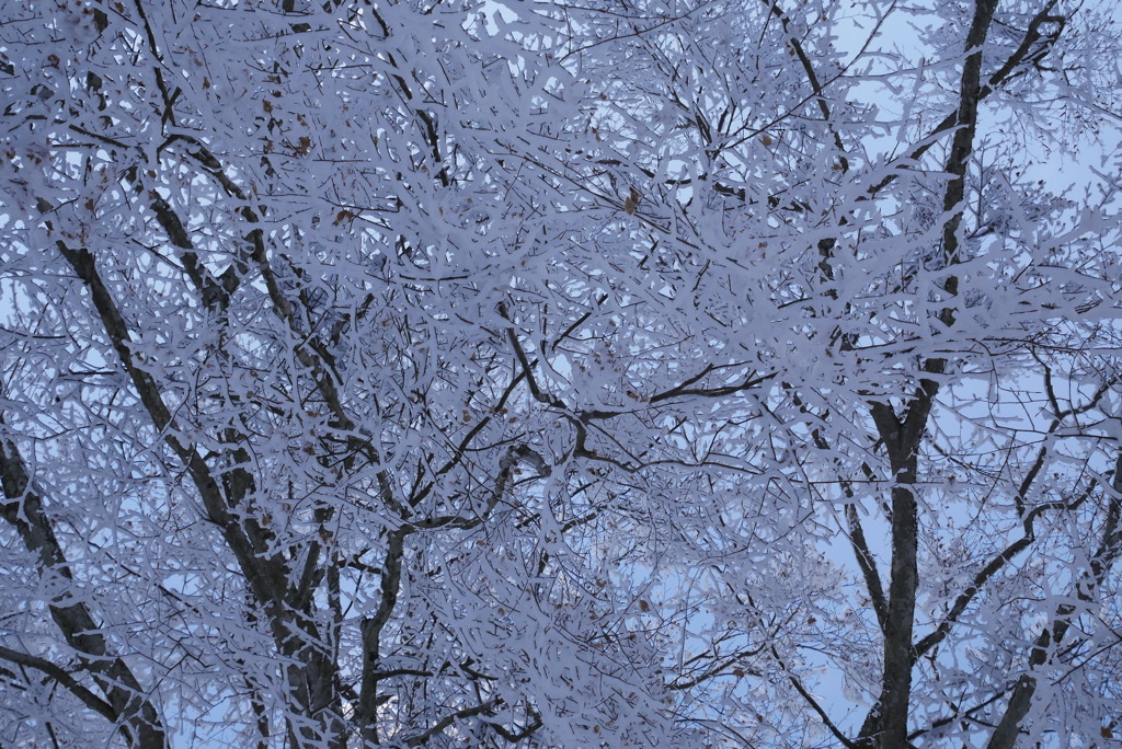 雪の花