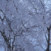 雪の花