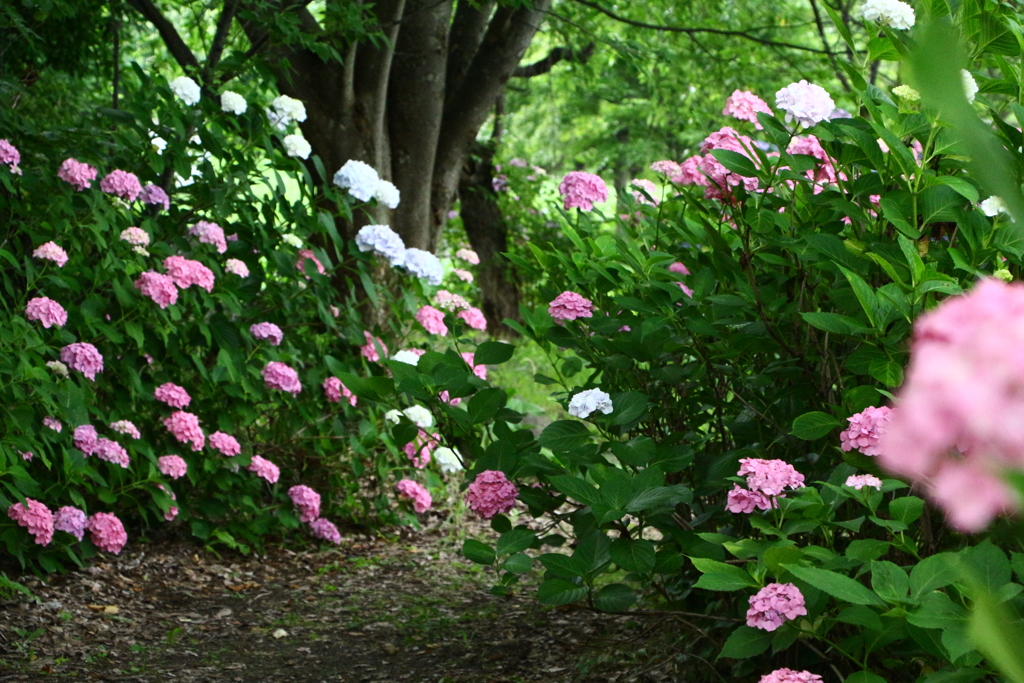 紫陽花