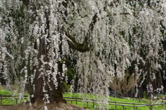 鹿島のしだれ桜