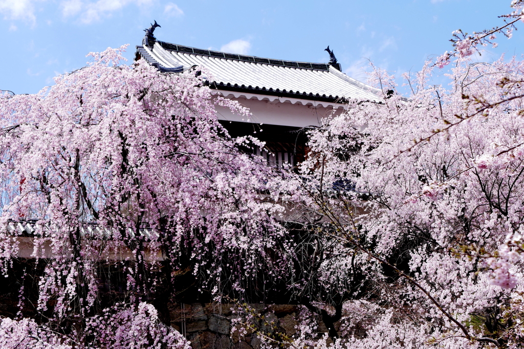 上田城跡公園の桜