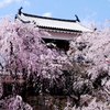 上田城跡公園の桜