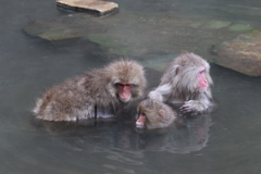 地獄谷野猿公苑のお猿さん　　Snow Monkey