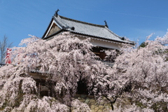 上田城の春