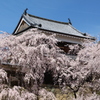 上田城の春