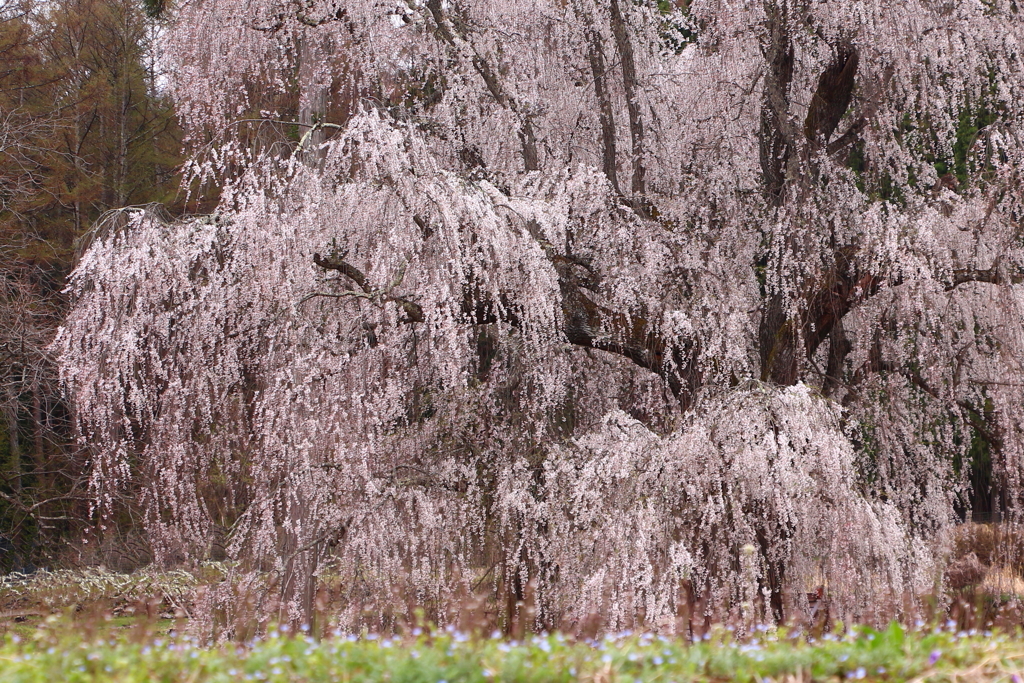 水中のしだれ桜