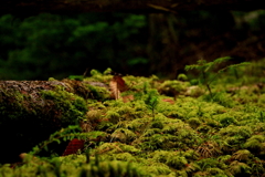 北八ヶ岳 「苔の森」　にて