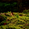 北八ヶ岳 「苔の森」　にて
