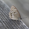 ウラジャノメ