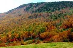 紅葉の山