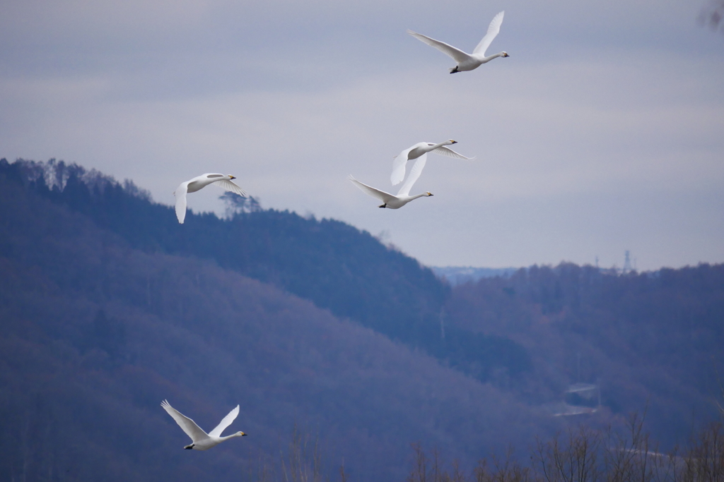 安曇野の白鳥