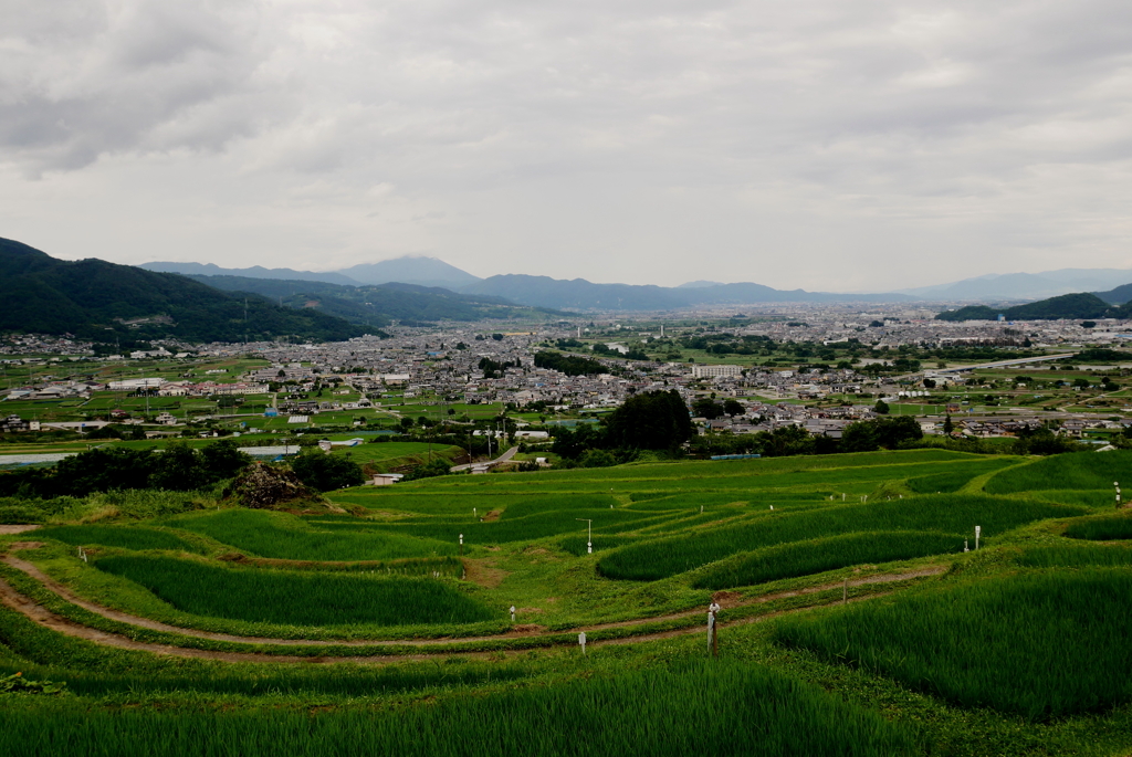 棚田