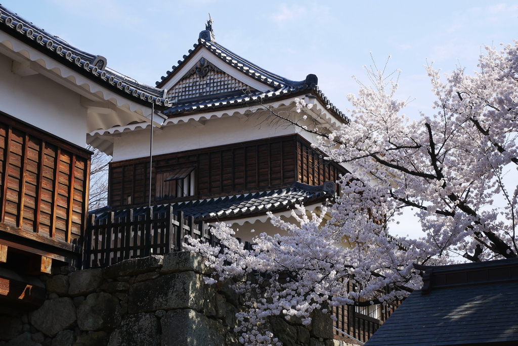 櫓門と桜