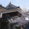 櫓門と桜