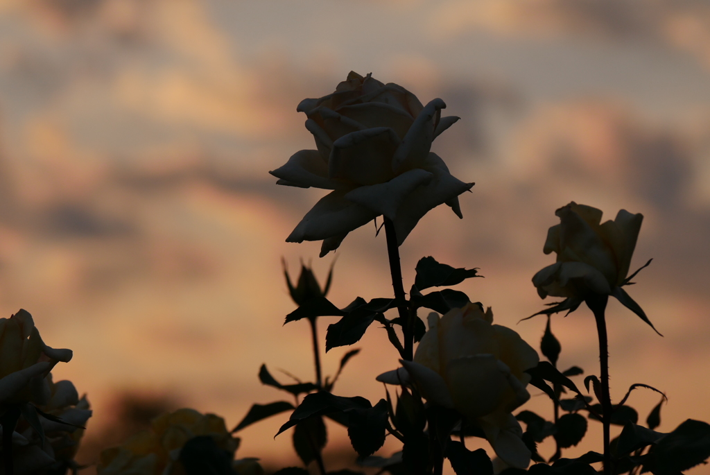 夕陽の中の薔薇